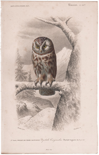 Tengmalm's Owl